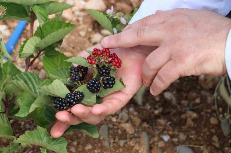 Erzincan’da böğürtlen yetiştiriciliğine başladı