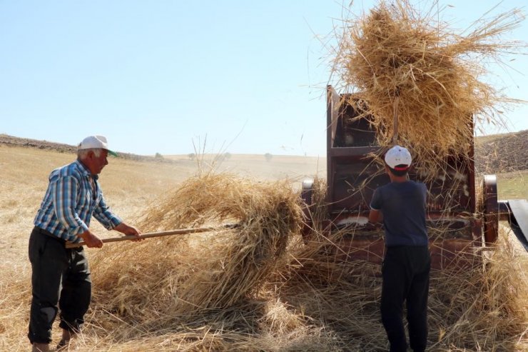 36 derecede kışlık yem mücadelesi