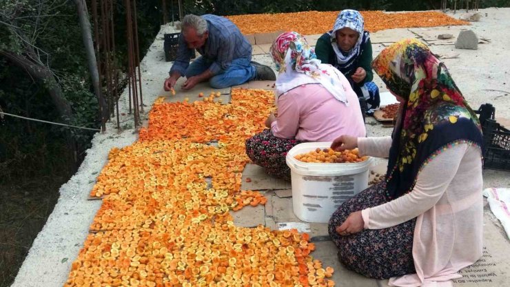 Van’da kayısı kurutma dönemi