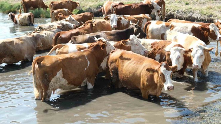 Besiciler sıcaktan etkilenen büyükbaş hayvanlarını gölette serinletiyor