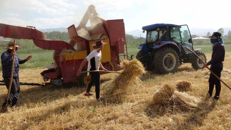 Van’da arpa hasadı başladı