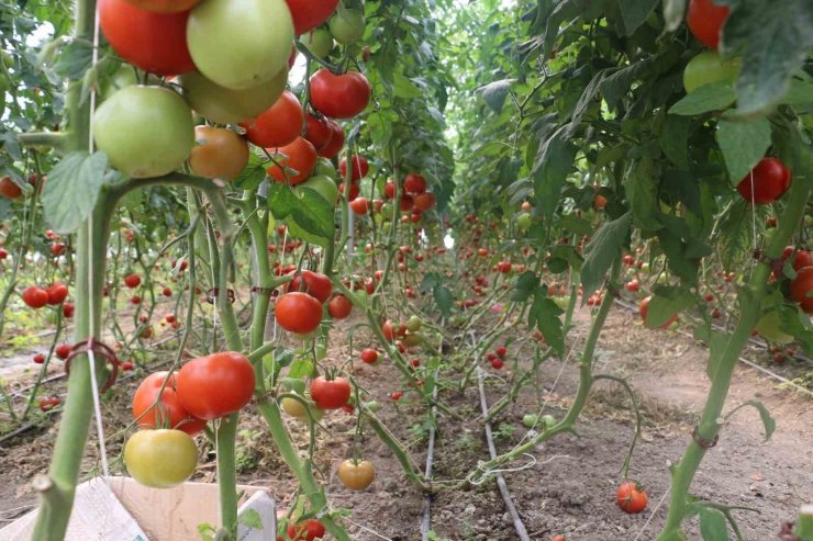 Erzincan’da 600 dekarlık sera işletmesinde üretilen domates, çevre illere pazarlanıyor