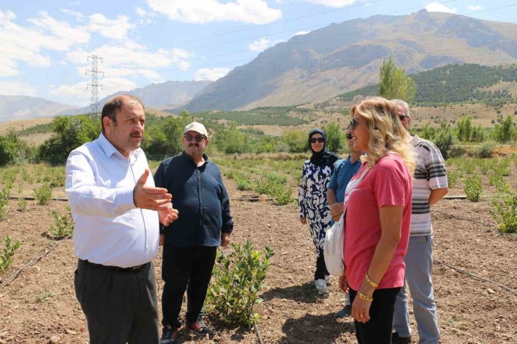 Erzincan’da ilaç ve gıda sanayisinde kullanılan aronya yetiştirilmeye başlandı