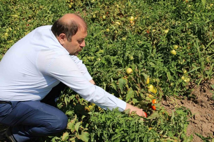 Erzincan’da sanayi tipi domates yetiştiriciliği gelişiyor