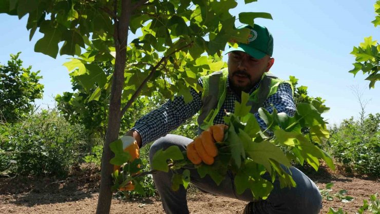 Malatya’da 30 bin fidan toprakla buluşacak