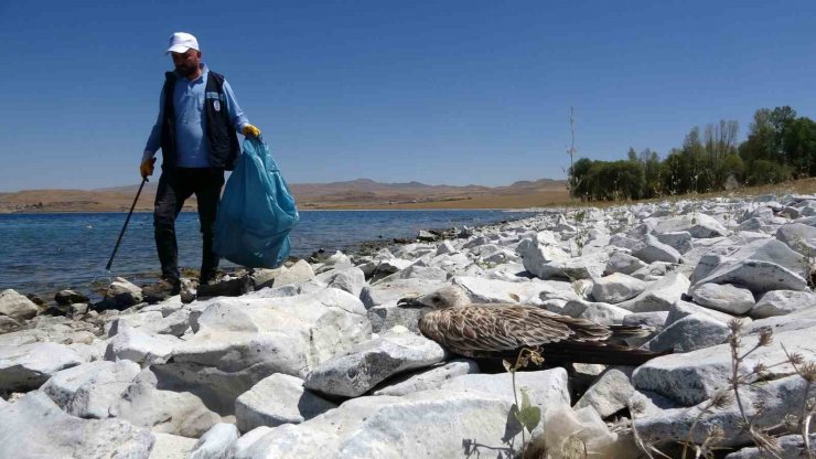 Van Gölü’ndeki martı ölümleri belediyeleri harekete geçirdi