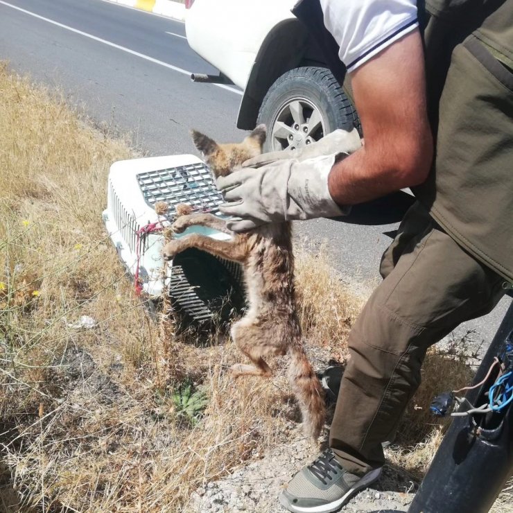 Yaralı tilki Kars’ta tedavi altına alındı