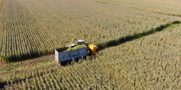 Erzincan’da silajlık mısırın hasadı yapılıyor