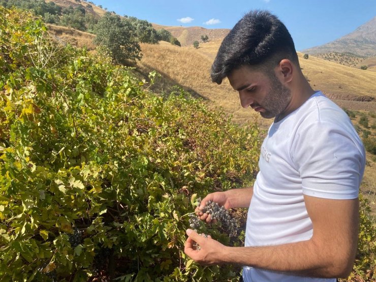 Derecik’te külleme hastalığı, üzüm verimini olumsuz etkiledi