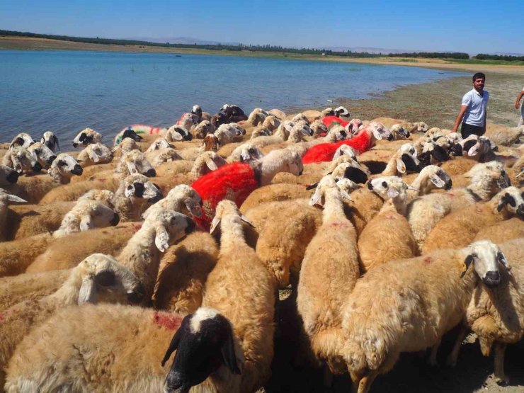 Malatya’da koç katımı şenliği düzenlendi