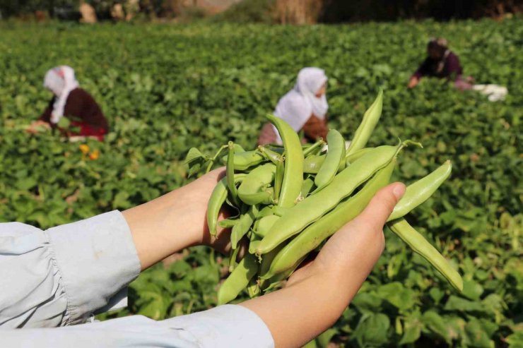 Van’ın ‘Gevaş fasulyesi’ tescillendi