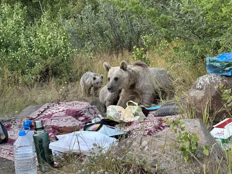 Nemrut’ta ayılar piknikçilerin sofrasına oturdu