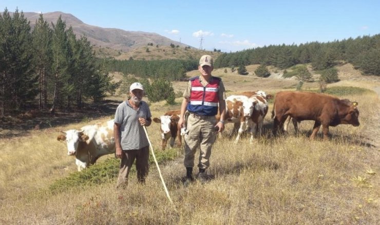 Kaybolan hayvanları jandarma ekipleri drone ile buldu