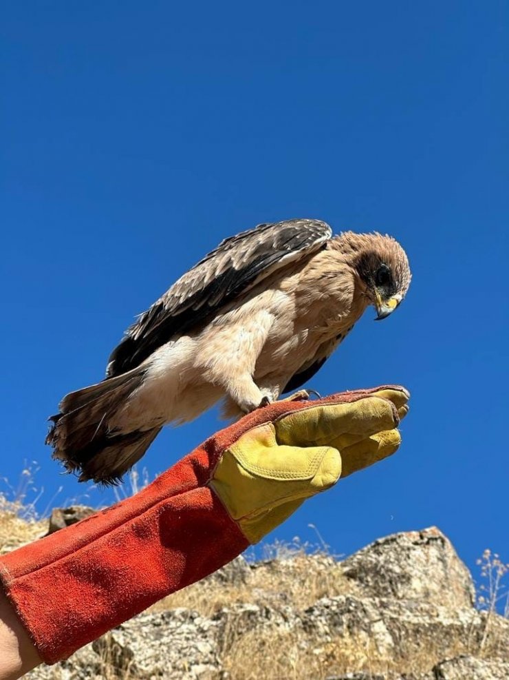 Tunceli’de yaralı halde bulunan kartal tedavi altına alındı