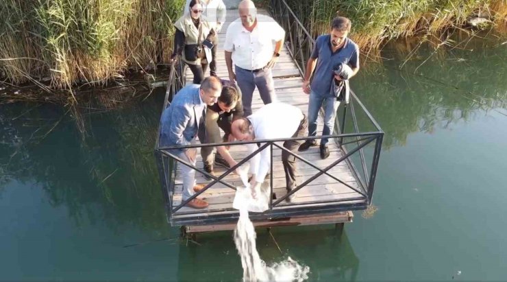 Erzincan’da 902 bin sazan balığı yavrusu suyla buluşturuldu