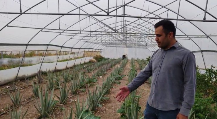 Derecik’te ilk kez yetiştirilen aloe vera üreticiyi memnun etti