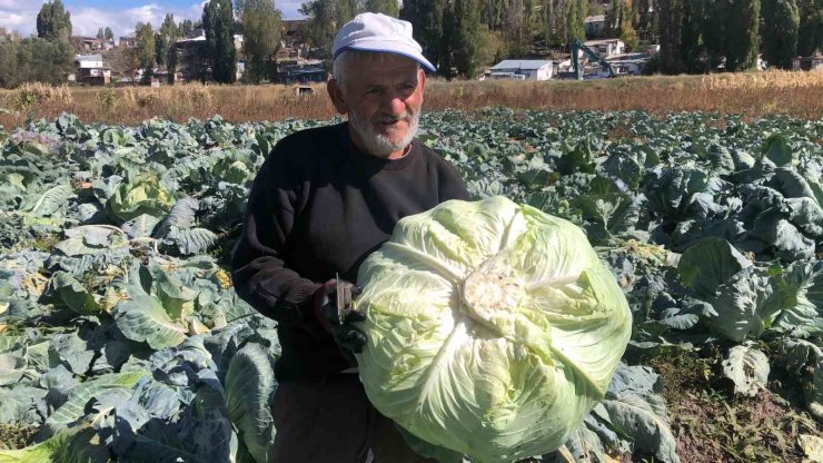 Kars’ta 50 yıldır lahana üretiyor