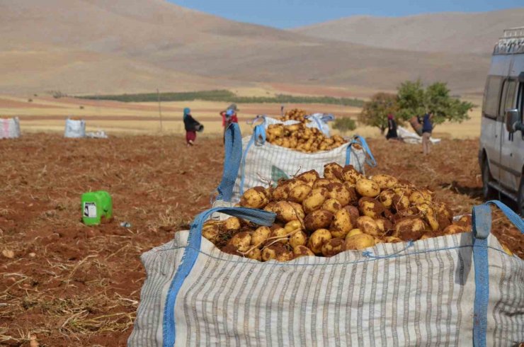 Malatya’da patates hasadı