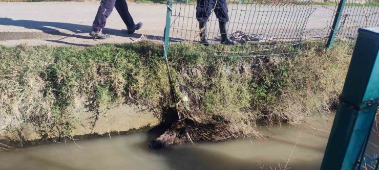 Sulama kanalına düşen yaban domuzu mahalleliyi ayağa kaldırdı