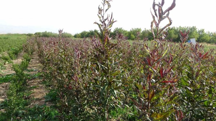 Deprem bölgesi Malatya’da meyve fidanı üretimi devem ediyor