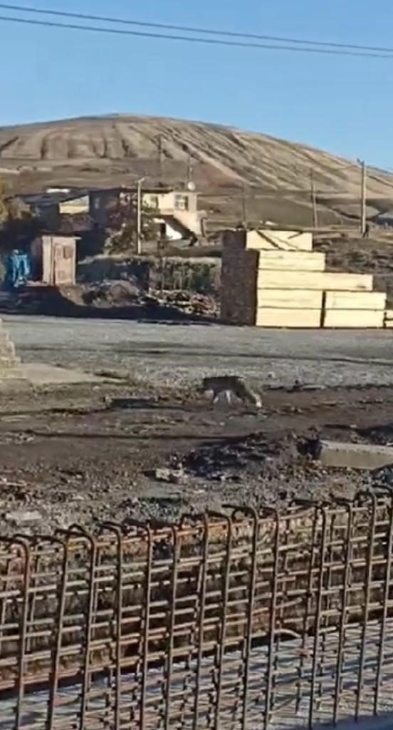 Tatvan’da tilki şehre indi