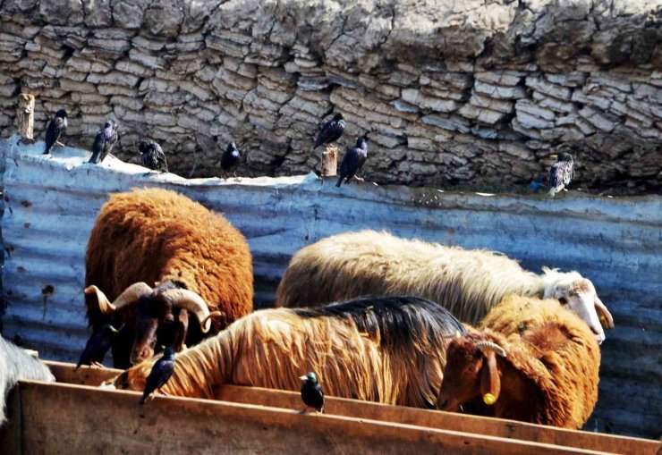 “Erzurum’da hayvan yetiştiriciliğinin güçlü yanları var”