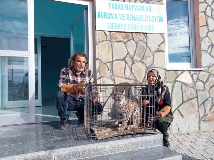 Yaralı vaşak tedavi altına alındı