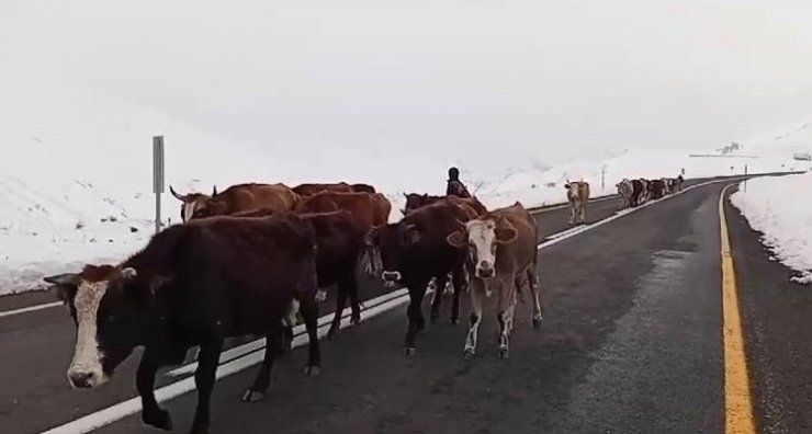 Erzurum’da yaylacıların zorlu yolculuğu