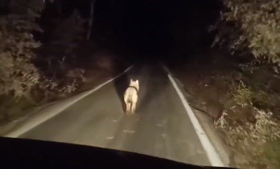 Bingöl’de kurtlar ilçe merkezinde görüntülendi