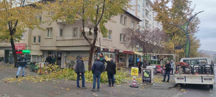 Bingöl’de ağaçlar budanıyor