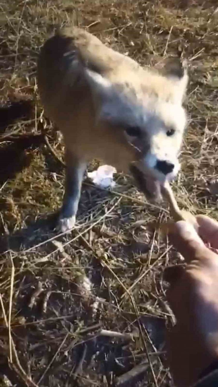 Ağrılı vatandaş, aç kalan tilkiyi elleriyle besledi