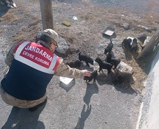 Ardahan’da jandarma yaban hayatı için doğaya yem bıraktı