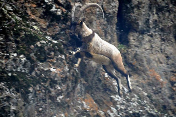 Tunceli’de karlı zirvelerde yiyecek arayan yaban keçileri görüntülendi