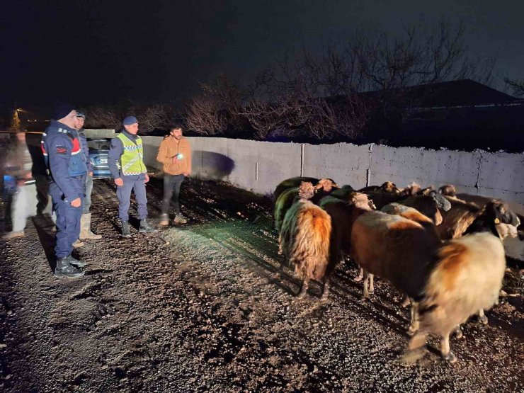 Malatya’da kayıp koyunları jandarma buldu