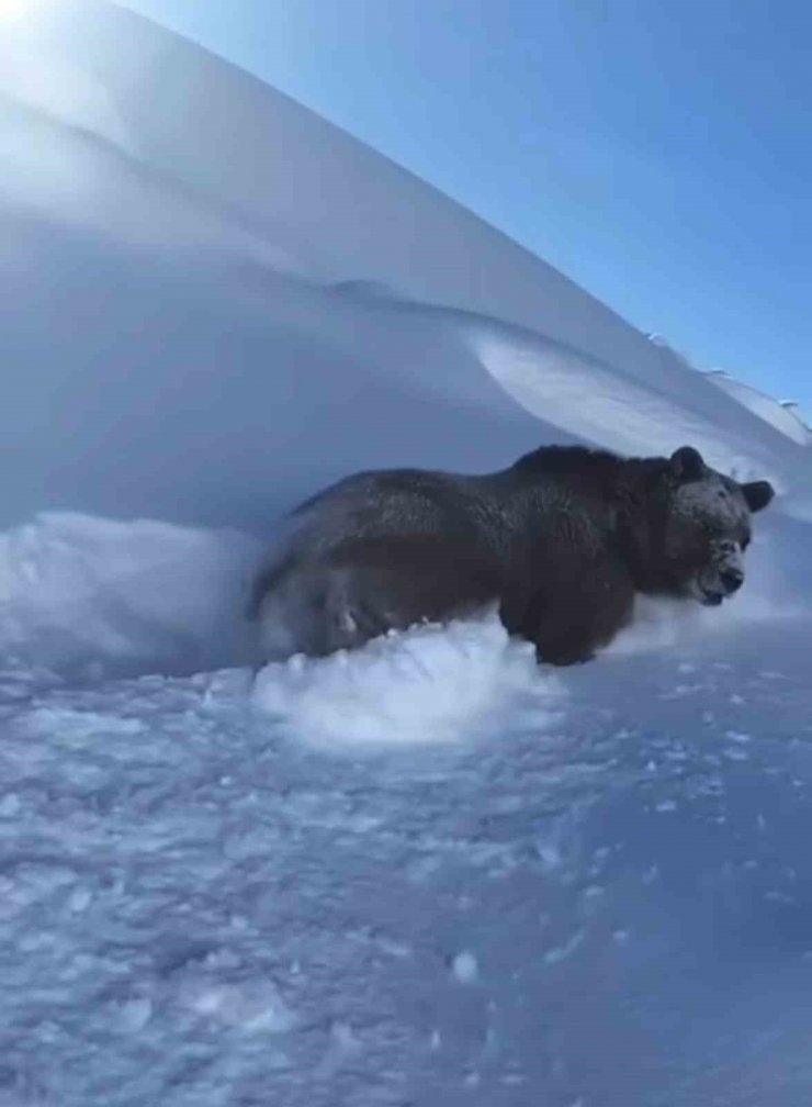 Yüksekova’da dev ayı karda yürürken görüntülendi