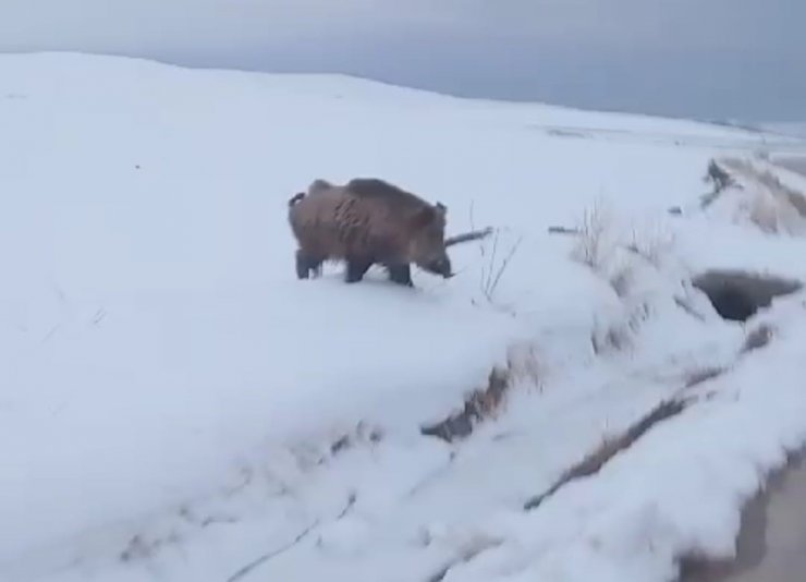Van’da yaban domuzu görüldü