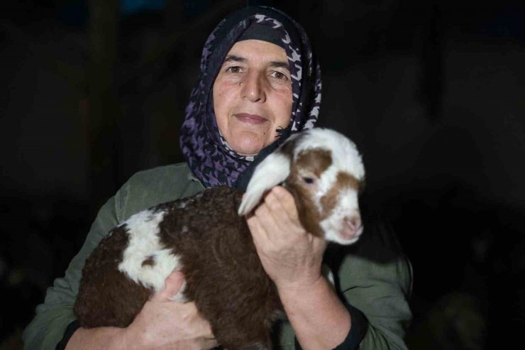 Elazığ’da yeni yılın ilk kuzuları dünyaya geldi