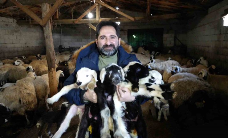 Erzincan’da yeni yılın ilk kuzuları dünyaya geldi