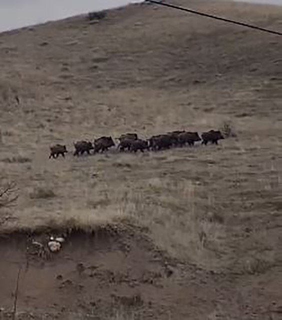 Elazığ’da yiyecek arayan domuz sürüsü görüntülendi