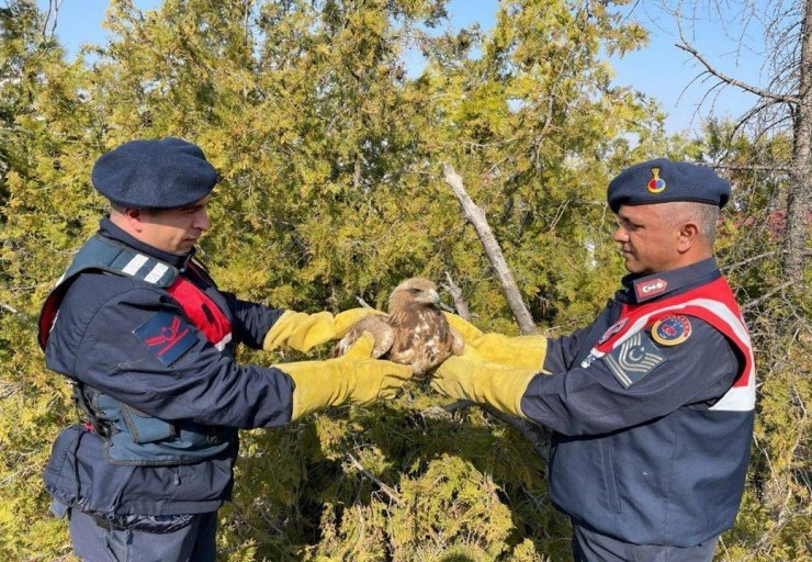 Jandarma tarafından bulunan kartal koruma altına alındı