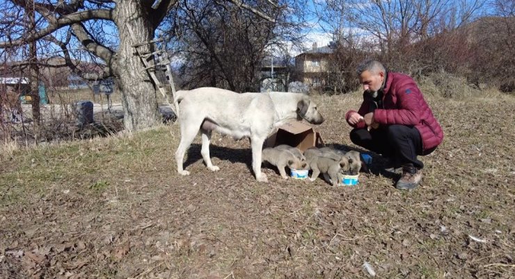 9 yavrusu bulunan sokak köpeğine mahalleli sahip çıkıyor