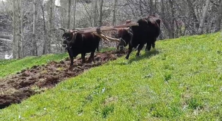 Bu ilçede halen ’Kara saban’ kullanılıyor