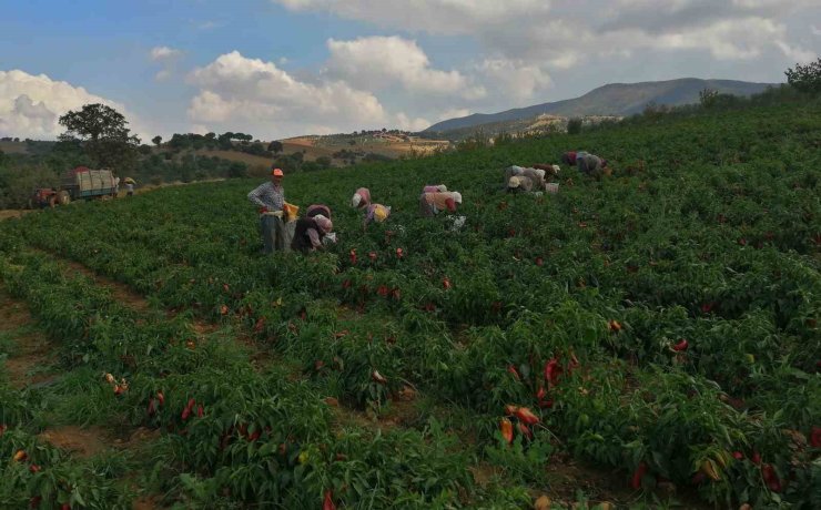 Erzincan kapya biber yetiştiriciliği yaygınlaşıyor