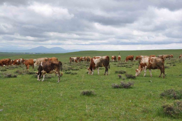 Kars’ta uzmanlardan kurban seçimi uyarısı