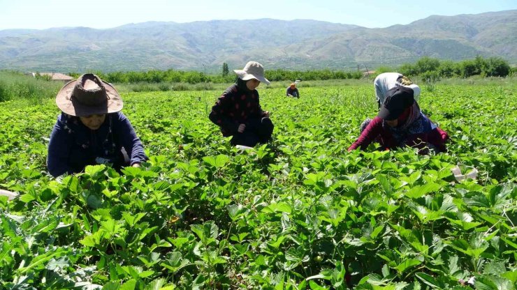 Malatya’da “kırmızı elmas’ hasadı başladı