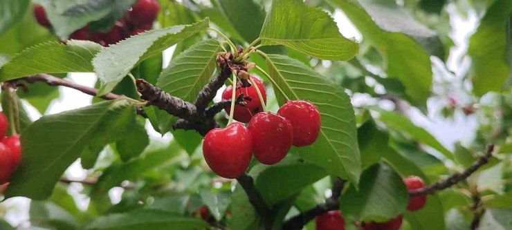 Karı ve soğuğuyla meşhur Erzurum’da kiraz hasadı