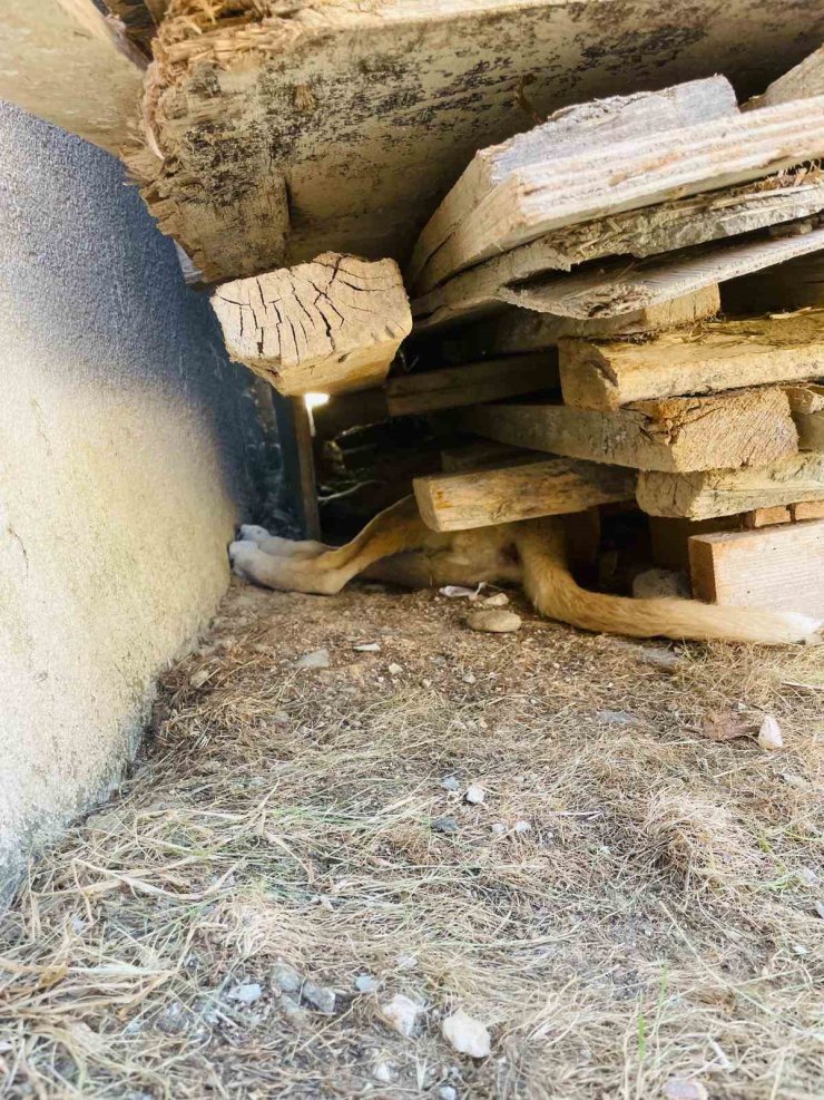 Tahtaların altına sıkışan yavru köpeği itfaiye ekipleri kurtardı