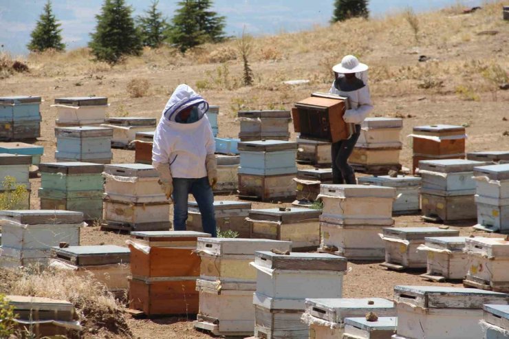 Erzincanlı arıcıların “tatlı” hasat telaşı başladı