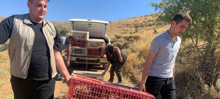 Elazığ’da doğaya keklik salımı gerçekleştirildi, alan 3 yıl boyunca ava kapatıldı