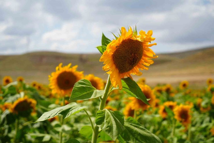 Erzincan’da ayçiçeği tarlaları sarının her tonuyla güneşi kıskandırıyor